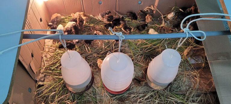 Embrapa desenvolve galinheiro para reduzir risco de doenças em aves no Pantanal