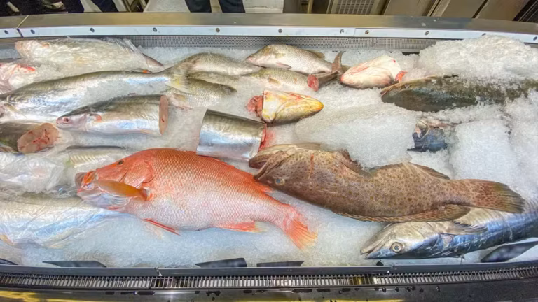 Auditoria da UE aponta avanços no controle do pescado brasileiro, mas mercado segue fechado