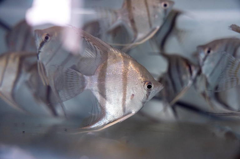Selo da aquariofilia terá adesão voluntária e análise em até 90 dias
