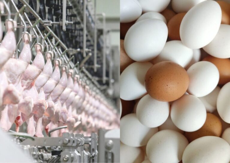 Exportações de frango do RS crescem 11,6% e as de ovos avançam 22,7% até setembro