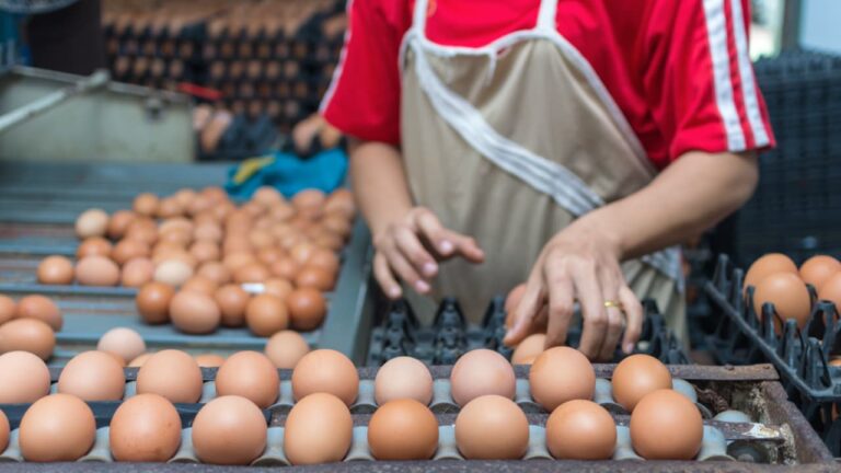 Mercado de ovos diversifica oferta com sistemas de criação e novos formatos