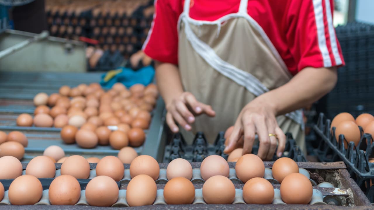 Mercado de ovos diversifica oferta com sistemas de criação e novos formatos