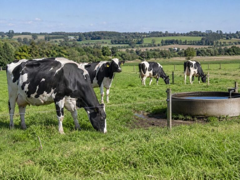 Sustentabilidade leiteira exige olhar além do metano, aponta pesquisador