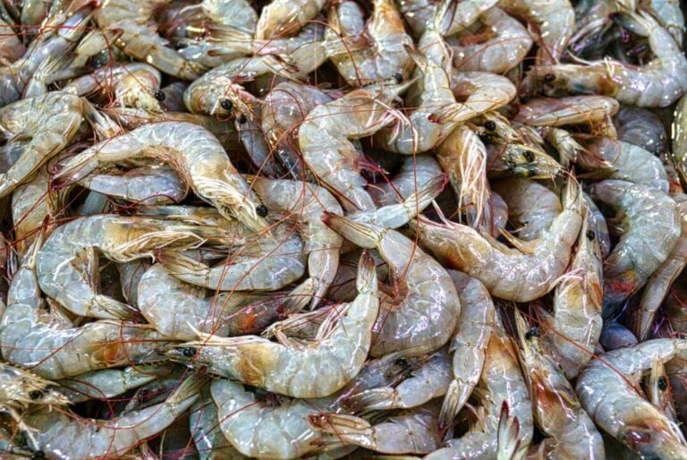 Carcinicultura pode alcançar 250 mil toneladas em 2026, mas margens preocupam