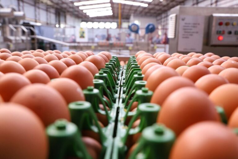Exportações de ovos avançam em setembro, impulsionadas por produtos processados