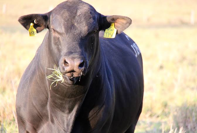 Touros Ultrablack têm maior preço médio em leilões de Santa Catarina, aponta Udesc