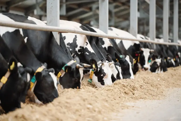 Tecnologia e sustentabilidade ganham espaço na pecuária leiteira do RS