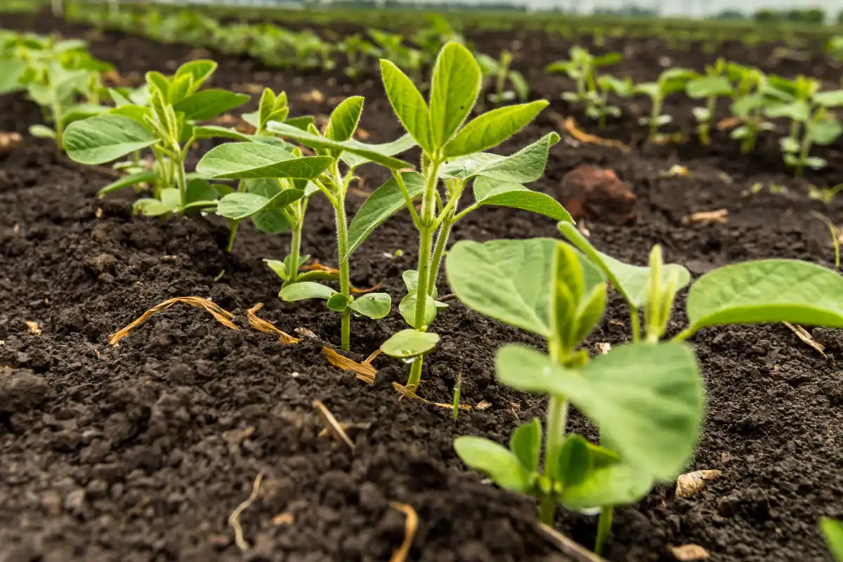 Plantio da soja atinge 33,28% da área prevista em Mato Grosso