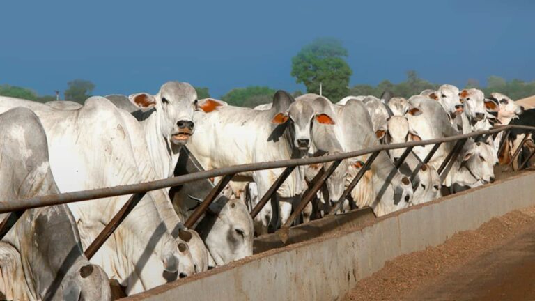 Condição corporal e pastagens influenciam eficiência da cria bovina