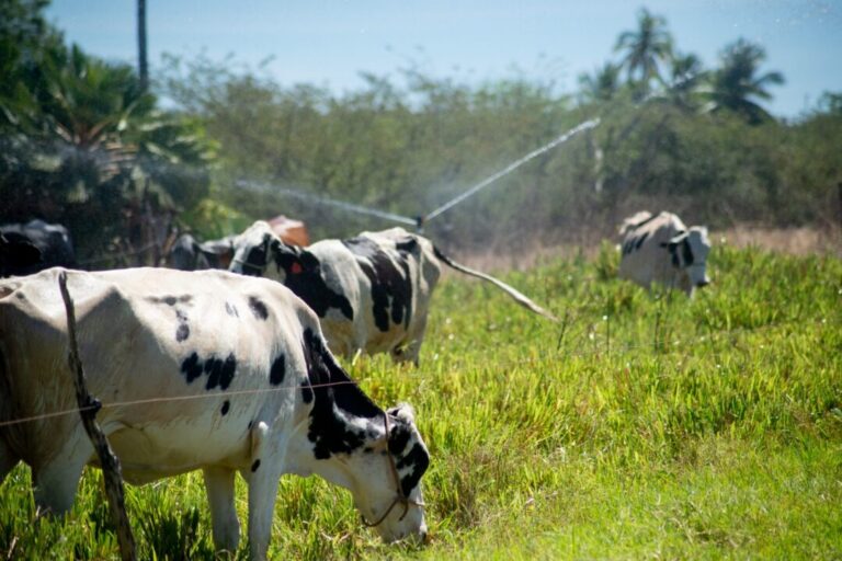 Agropecuária cresce 13,9% e lidera avanço setorial do Ceará no 2º trimestre