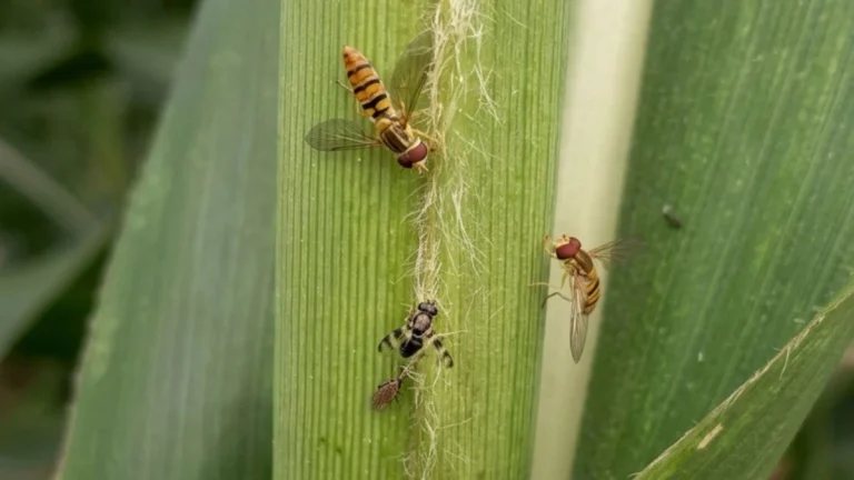 Predadores naturais ajudam a controlar pulgões em lavouras de sorgo, aponta Embrapa