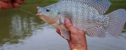 peixes_pescados