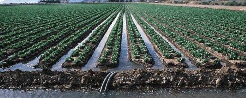 agricultura irrigada