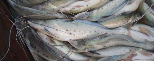 PESCA