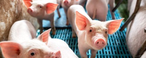 Ecological pigs and piglets at the domestic farm, Pigs at factory