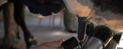 BOVINOCULTURA DE LEITE