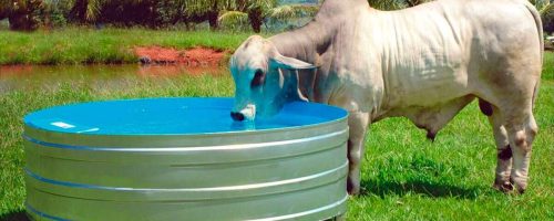 Bebedouro australiano fundo conico zamon facebook