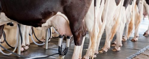 Bovino leite