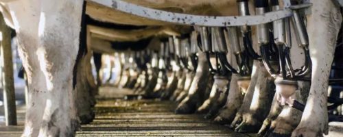 Capa Matéria Acordo Mercosul-UE acende alerta no setor lácteo