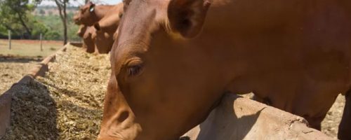 Capa Matéria Alta dos insumos produção animal (2)
