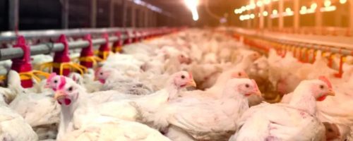 Capa Matéria Avicultura de corte busca reduzir emissões