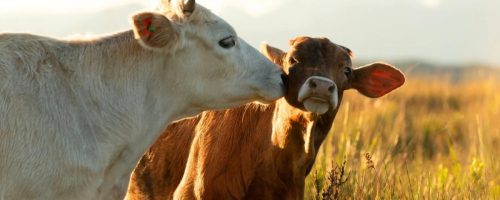 Capa Matéria Bem-estar animal (2)