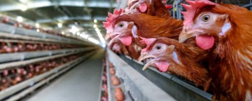 Capa Matéria Bem-estar animal ovos