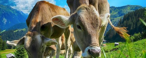 Capa Matéria Bem-estar animal