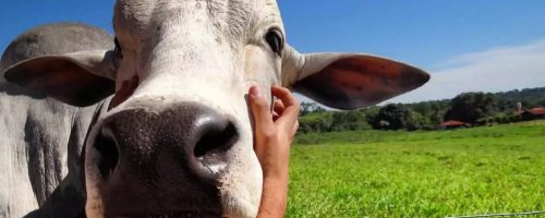 Capa Matéria Bem-estar animal (sustentabilidade)