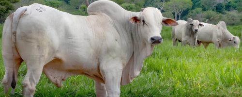 Capa Matéria Boi Gordo Cepea (1) (1)