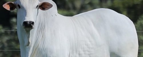 Capa Matéria Boi Gordo Cepea (2)