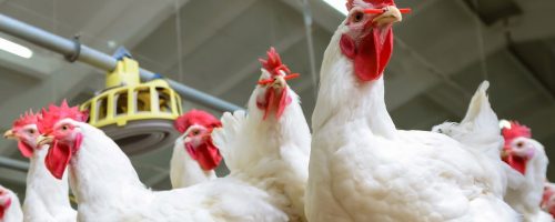 Capa Matéria Calor extremo eleva risco sanitário
