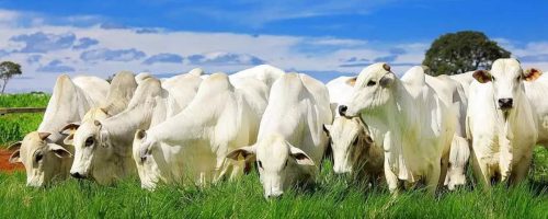 Capa Matéria Calor gado