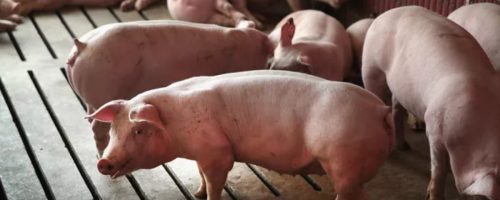 Capa Matéria Carne Suína