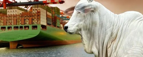 Capa Matéria Carne bovina Exportação 2026