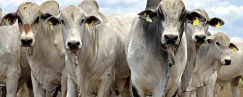 Capa Matéria Carne bovina atinge preço recorde