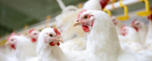 Capa Matéria Carne de Frango