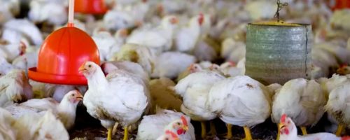 Capa Matéria Carne de Frango  (1)