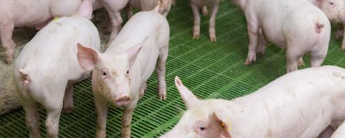 Capa Matéria Carne suína