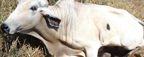Capa Matéria Caso de raiva em bovino -fotor-enhance-2026061173937