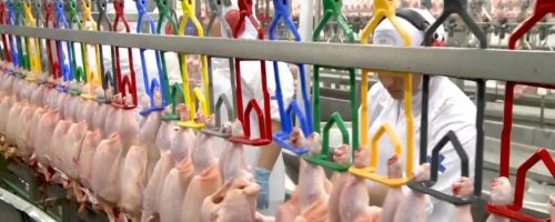 Capa Matéria China reabre mercado frango Brasil  (1)