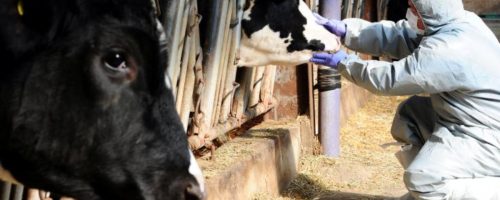Capa Matéria Coreia do Sul registra primeiro surto de febre aftosa