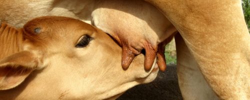 Capa Matéria Creep-feeding uma tecnologia potencializadora para o desmame (2)