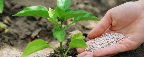 Capa Matéria Dependência de fertilizantes