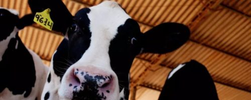 Capa Matéria Desmama ganha protagonismo