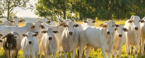 Capa Matéria Eficiência, inclusão e transparência