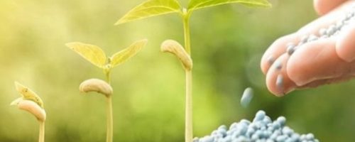 Capa Matéria Entregas de fertilizantes crescem em 2025