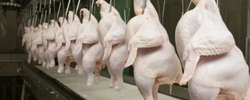 Capa Matéria Exportação Frango