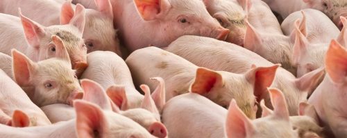 Capa Matéria Exportação de carne suína