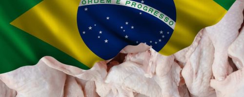 Capa Matéria Exportação de frango Cepea